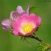 Dog Rose 140609 